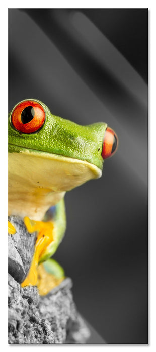 Pixxprint schöner Rotaugen Frosch, Glasbild Panorama