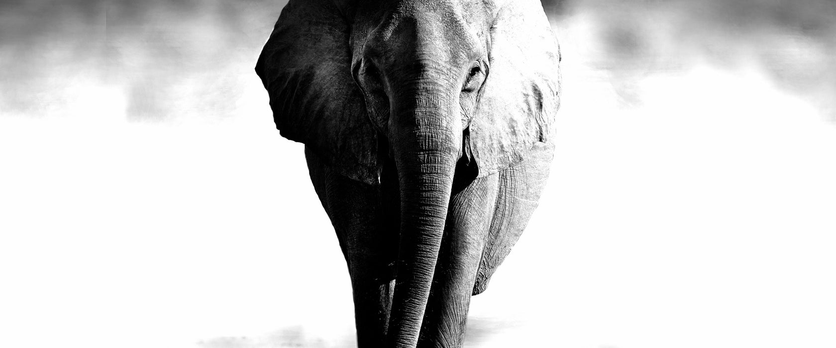 Elefant im Alleingang, Glasbild Panorama