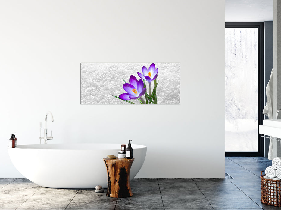 Lila Schnee Krokusse, Glasbild Panorama