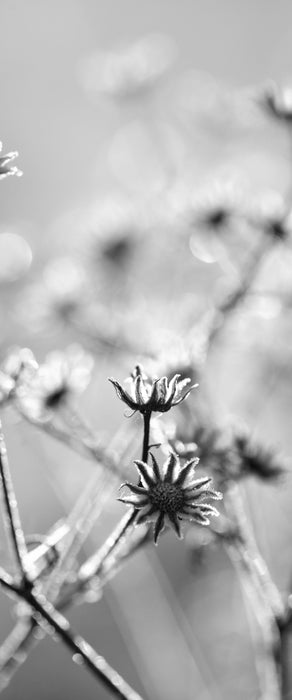 Gefrorene Blumen, Glasbild Panorama