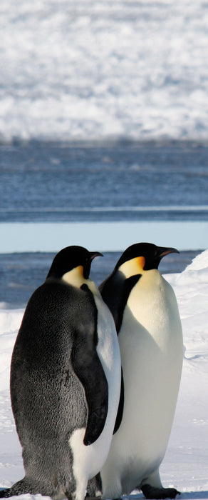 Kaiserpinguine, Glasbild Panorama