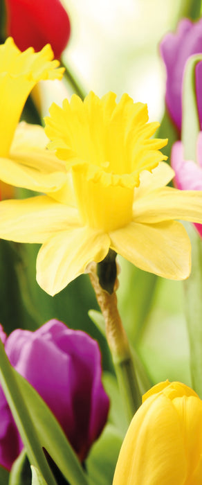 Osterglocken und Tulpen, Glasbild Panorama