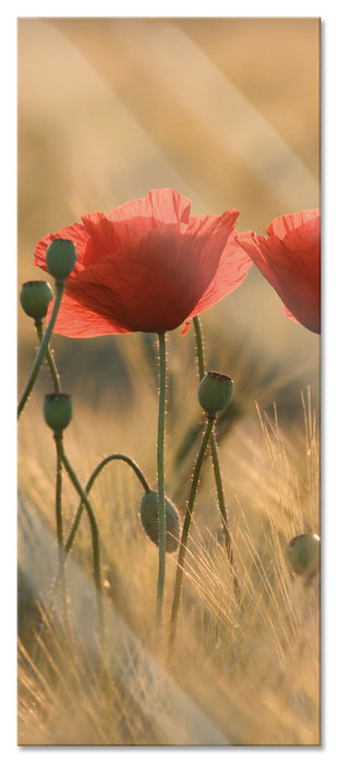 Pixxprint Zwei schöne Mohnblumen, Glasbild Panorama