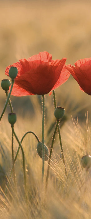 Zwei schöne Mohnblumen, Glasbild Panorama