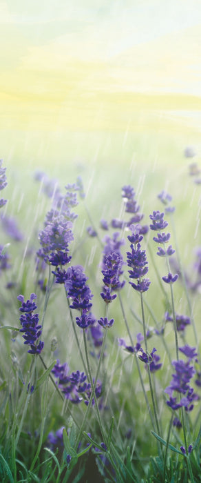 Schöner Lavendel im Regen, Glasbild Panorama