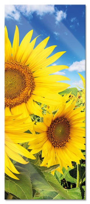 Pixxprint Sonnenblumenwiese unter Himmel, Glasbild Panorama