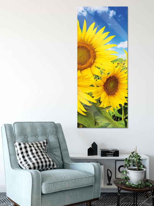 Sonnenblumenwiese unter Himmel, Glasbild Panorama