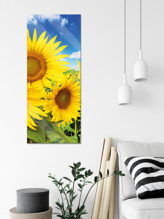 Sonnenblumenwiese unter Himmel, Glasbild Panorama