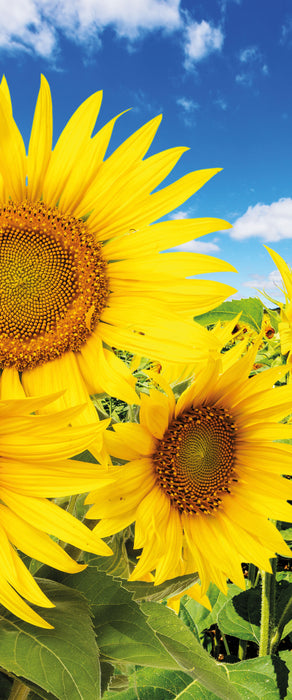 Sonnenblumenwiese unter Himmel, Glasbild Panorama