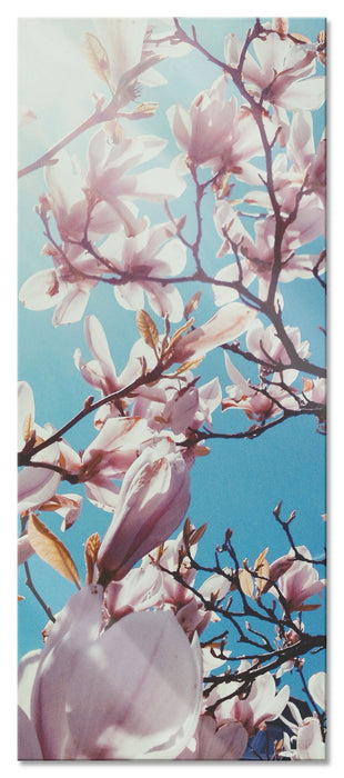 Pixxprint Zarte Rosa Magnolie Blüten, Glasbild Panorama