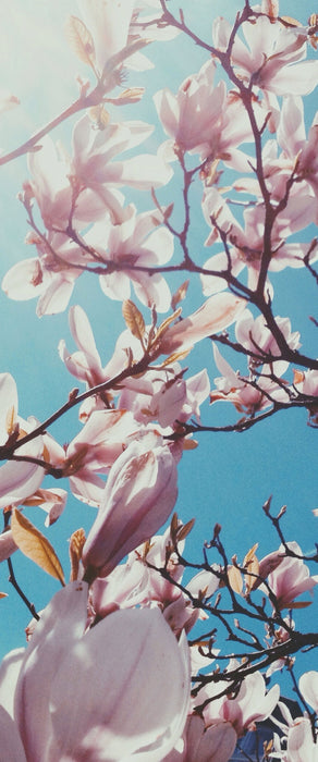 Zarte Rosa Magnolie Blüten, Glasbild Panorama