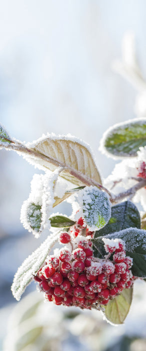 Vogelbeeren im Winter, Glasbild Panorama