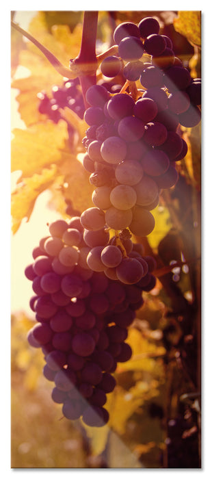 Pixxprint Weinberg im Abendlicht, Glasbild Panorama