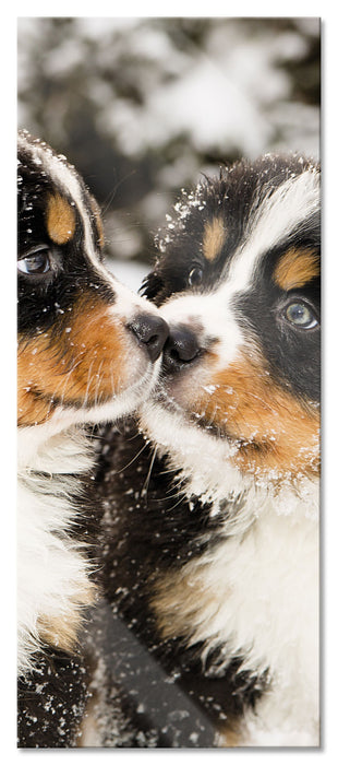 Pixxprint Bernersennen Hunde Welpen, Glasbild Panorama