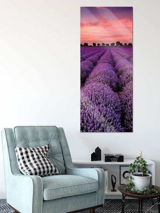 Wunderschöne Lavendel Provence, Glasbild Panorama