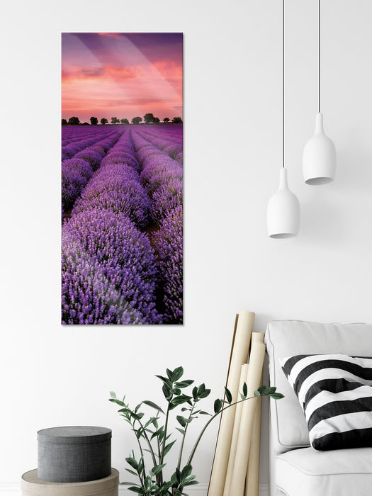 Wunderschöne Lavendel Provence, Glasbild Panorama