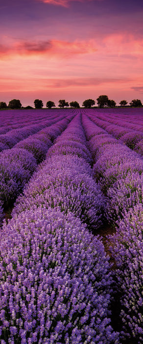 Wunderschöne Lavendel Provence, Glasbild Panorama