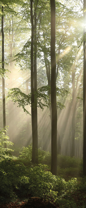 Sonnenstrahlen im Wald, Glasbild Panorama