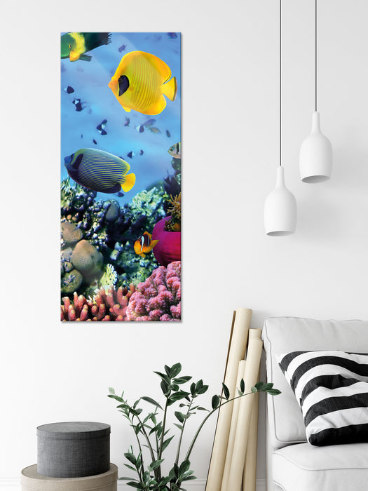 Fische im Korallenriff, Glasbild Panorama