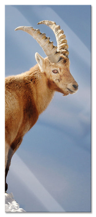 Pixxprint Steinbock im Schnee, Glasbild Panorama