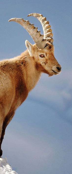 Steinbock im Schnee, Glasbild Panorama