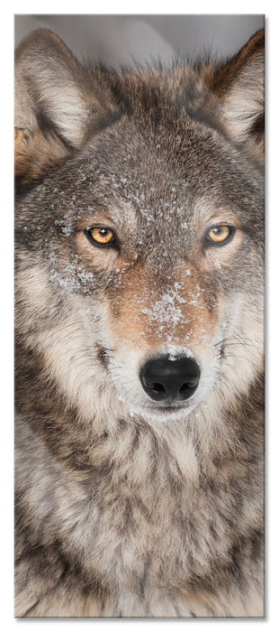 Pixxprint Wachsamer Wolf, Glasbild Panorama