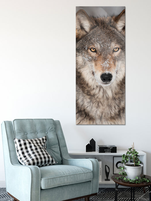 Wachsamer Wolf, Glasbild Panorama