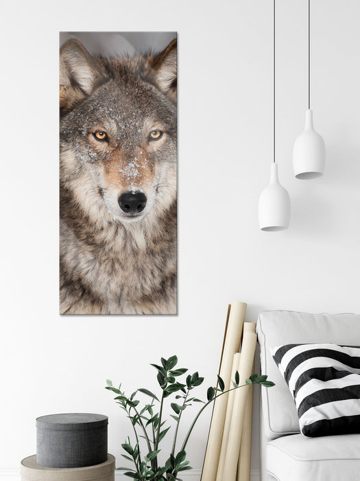 Wachsamer Wolf, Glasbild Panorama