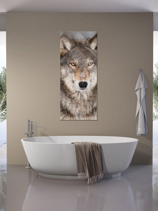 Wachsamer Wolf, Glasbild Panorama