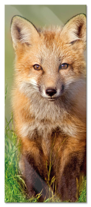 Pixxprint Kleiner Fuchs auf Wiese, Glasbild Panorama