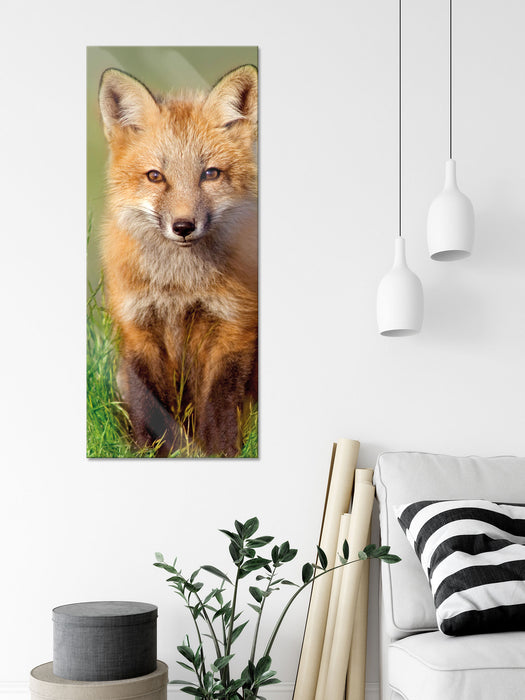 Kleiner Fuchs auf Wiese, Glasbild Panorama