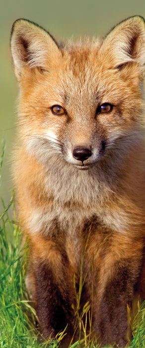 Kleiner Fuchs auf Wiese, Glasbild Panorama