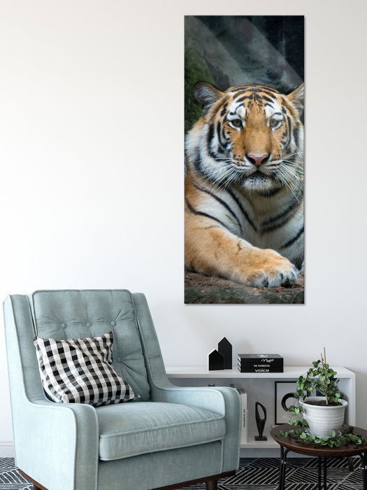 Liegender Tiger, Glasbild Panorama