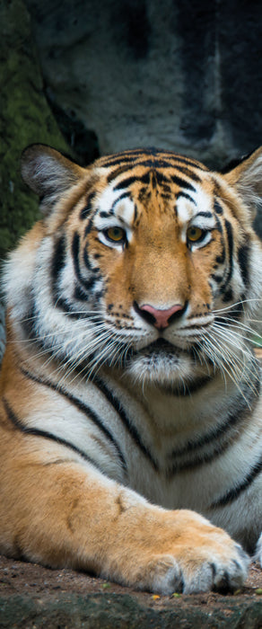 Liegender Tiger, Glasbild Panorama