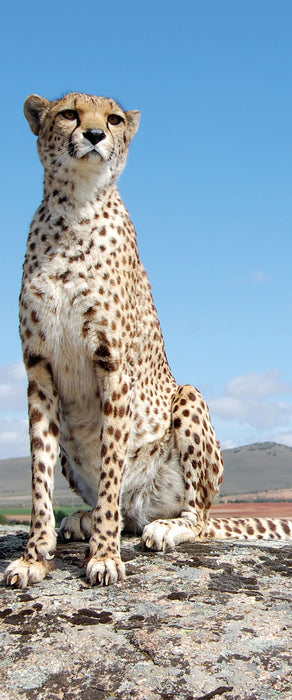 Wachsamer Gepard, Glasbild Panorama