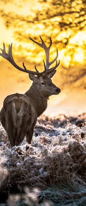 Hirsch im Wald, Glasbild Panorama