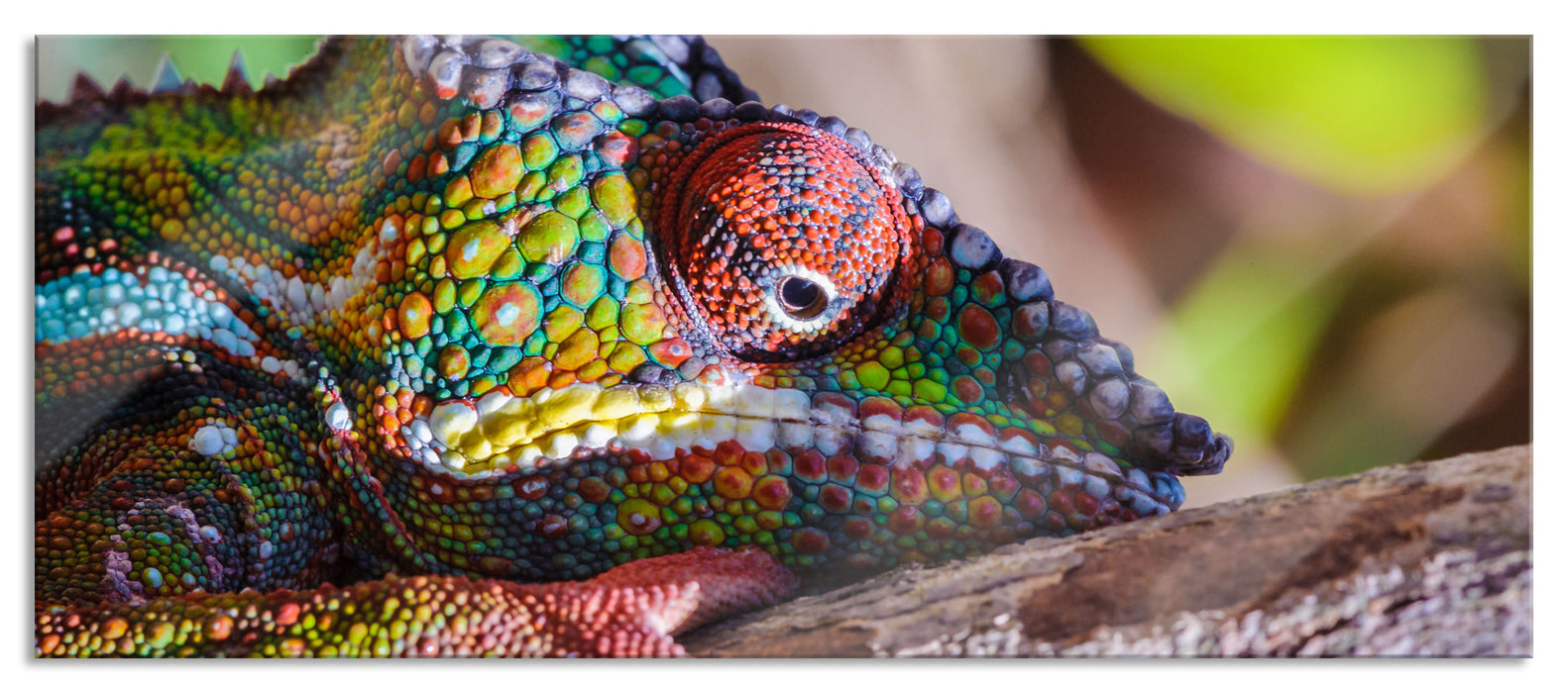 Pixxprint Chamäleon aus Madagaskar, Glasbild Panorama