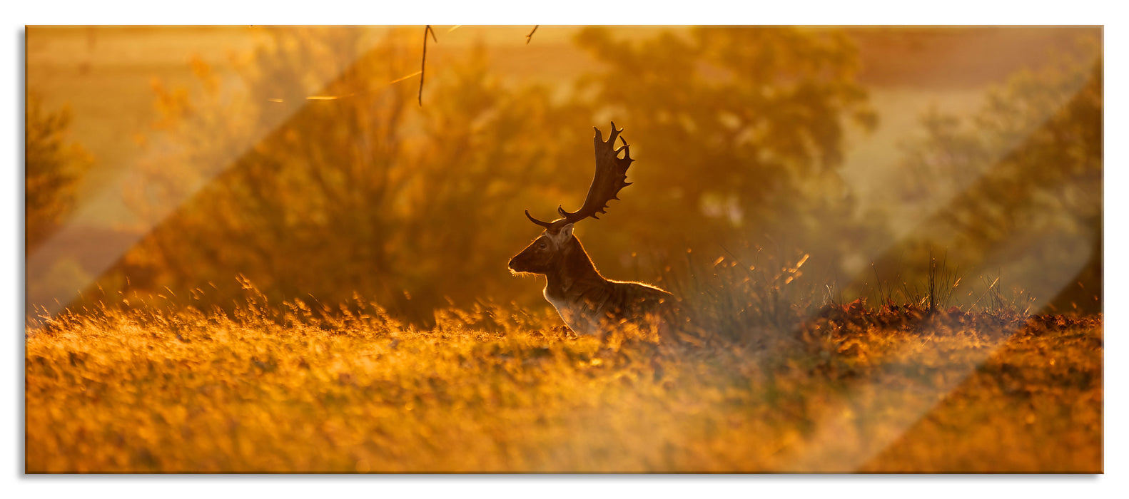 Pixxprint Damhirschbock Herbstmorgen, Glasbild Panorama