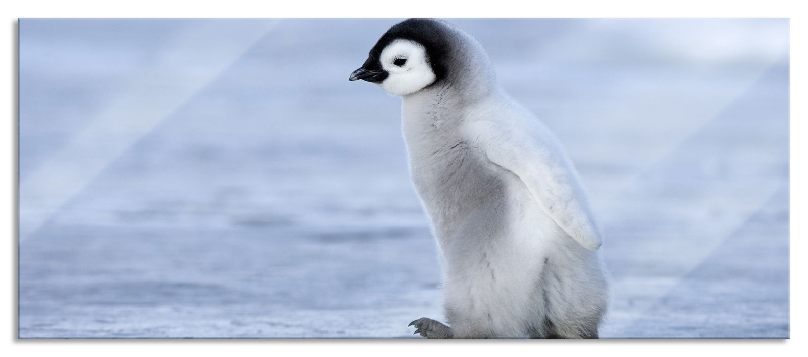 Pixxprint Niedliches Kaiserpinguinkücken, Glasbild Panorama