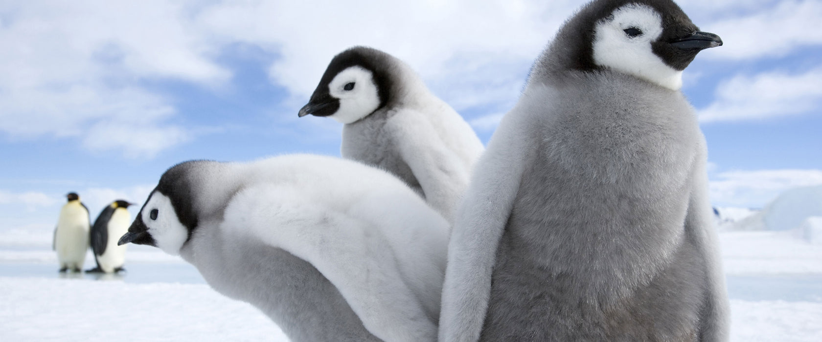 Kaiserpinguin Gruppe, Glasbild Panorama