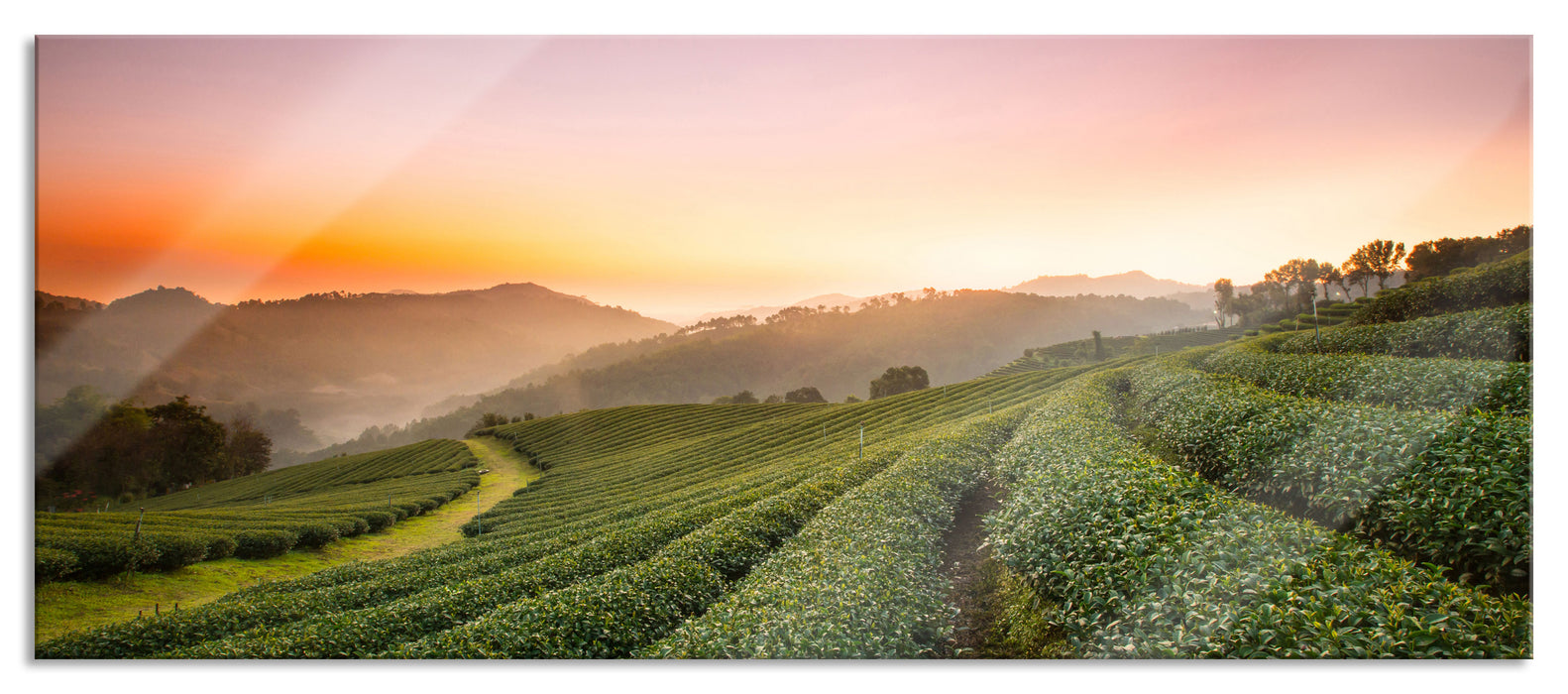 Pixxprint Sonnenaufgang Teeplantage Thailand, Glasbild Panorama