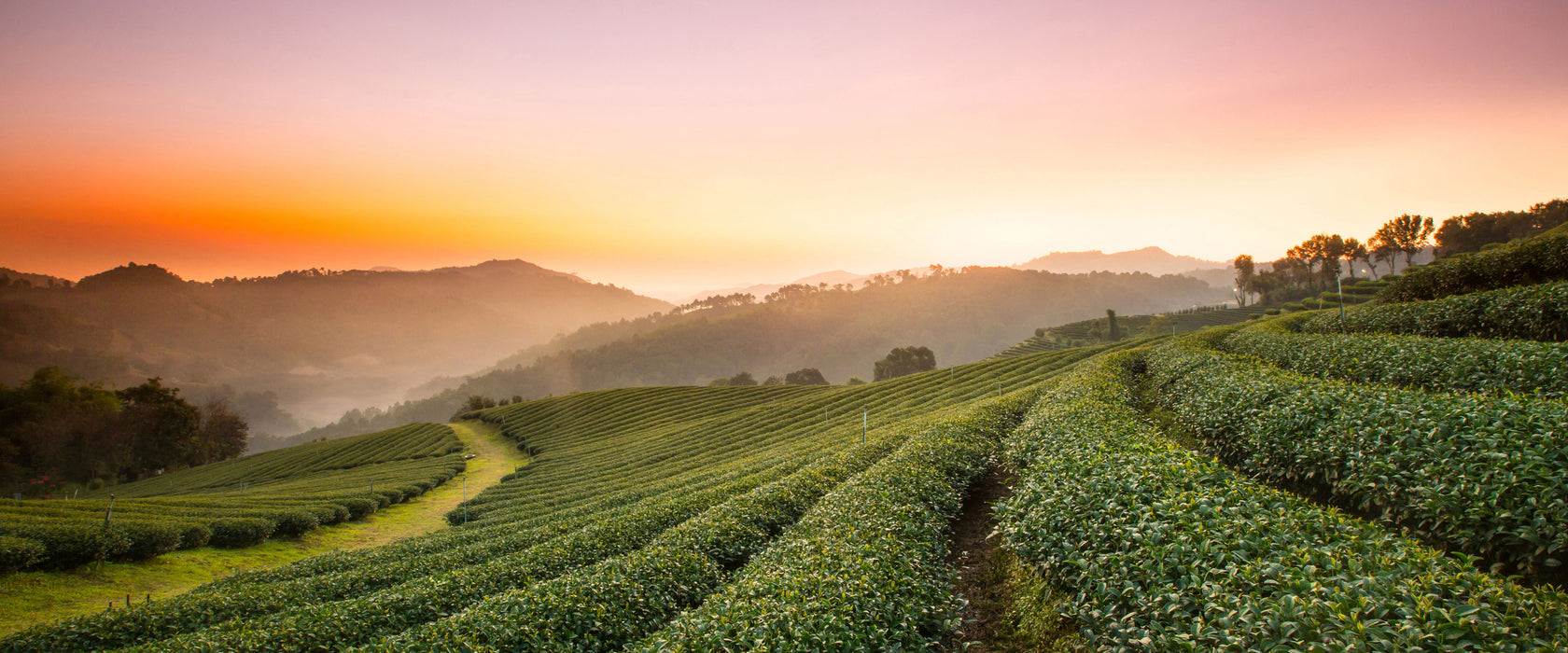 Sonnenaufgang Teeplantage Thailand, Glasbild Panorama