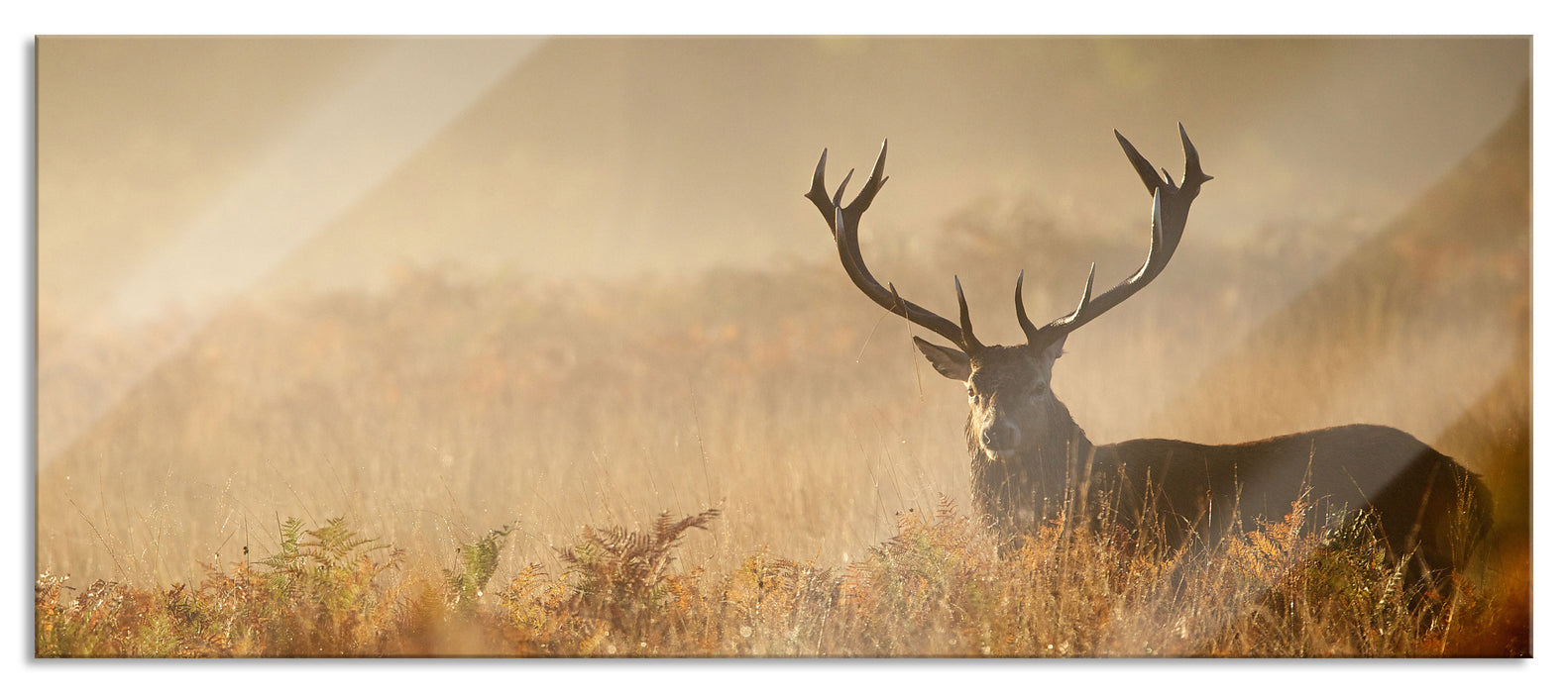 Pixxprint Rotwild Hirsch im Nebel, Glasbild Panorama