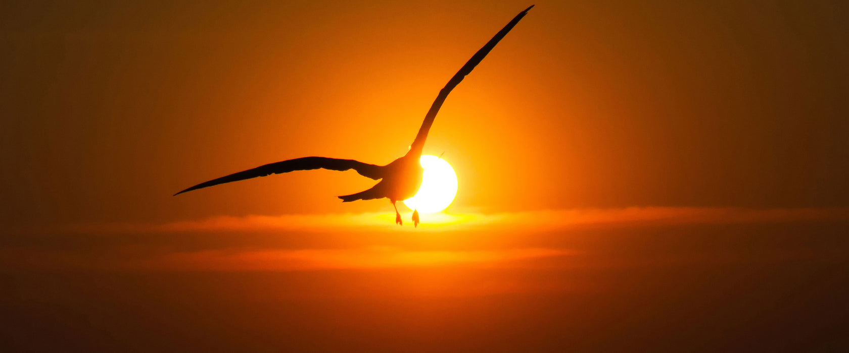 Möwe fliegt in den Sonnenuntergang, Glasbild Panorama