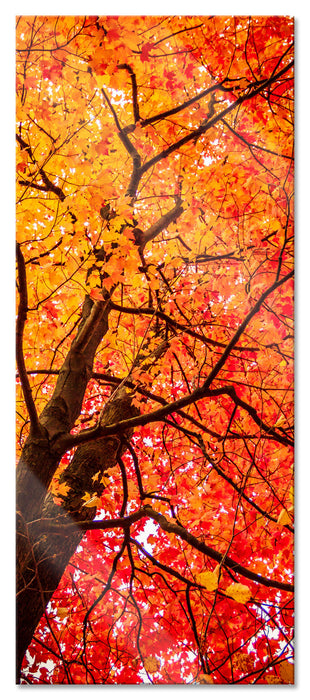 Pixxprint Feurige Herbstblätter, Glasbild Panorama