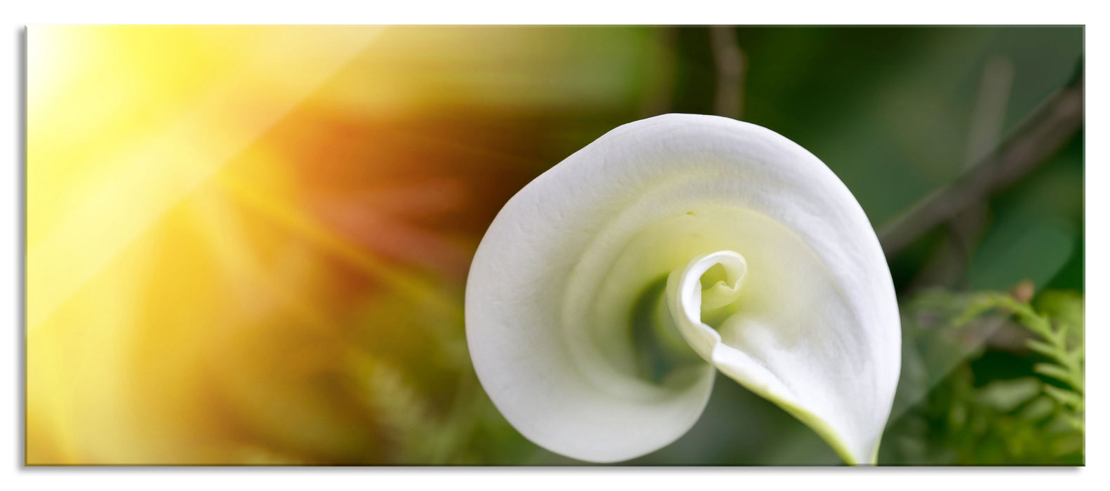 Pixxprint Calla Lilie Blüte, Glasbild Panorama