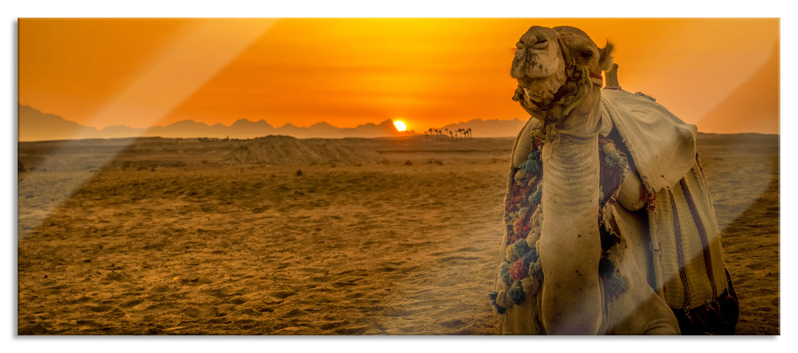 Pixxprint Kamel in Wüste bei Sonnenaufgang, Glasbild Panorama