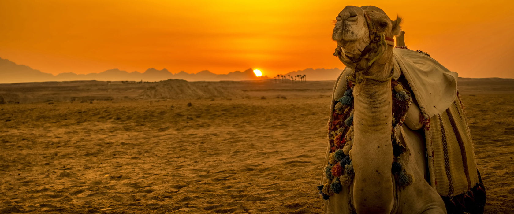 Kamel in Wüste bei Sonnenaufgang, Glasbild Panorama