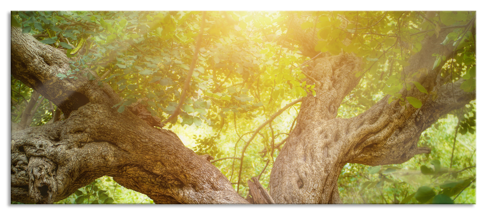 Pixxprint Mächtiger Baum im Wald, Glasbild Panorama