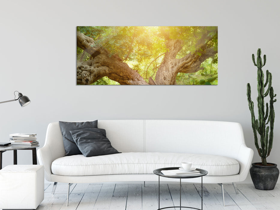 Mächtiger Baum im Wald, Glasbild Panorama